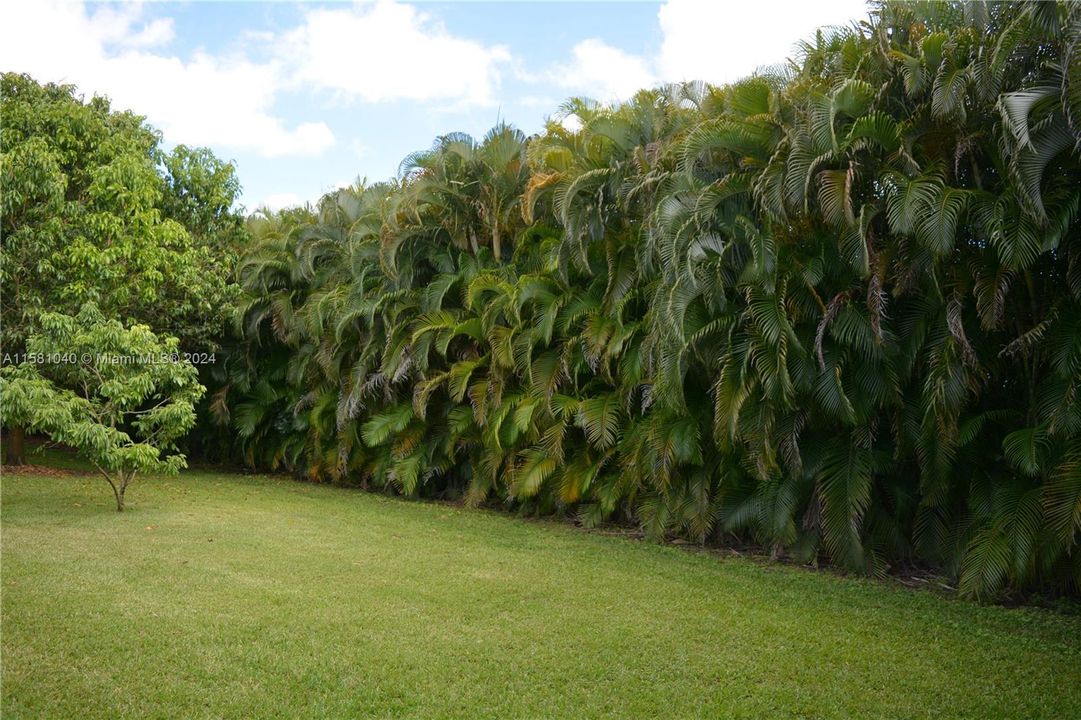 areca palms surround perimeter for privacy