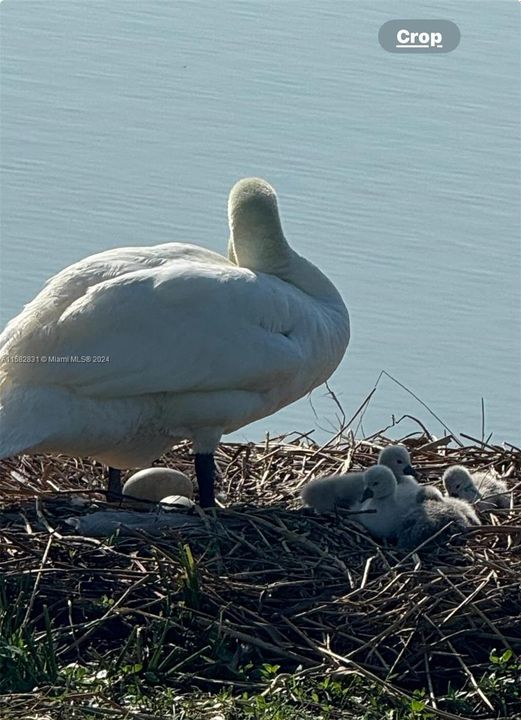 Around Our Lake Swans