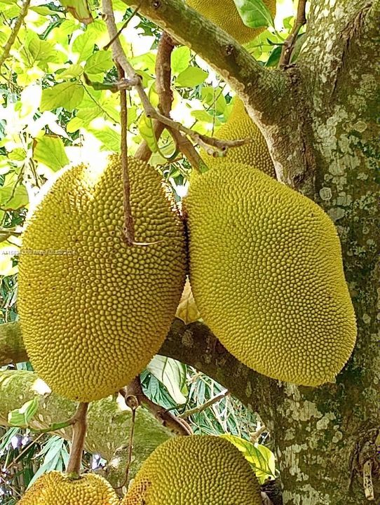 Jack Fruit tree