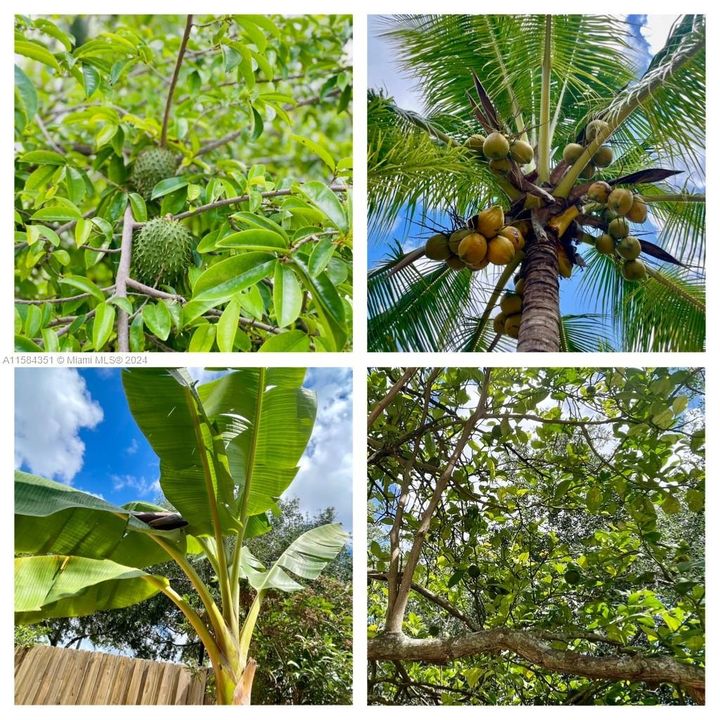 Lemon tree, Coconuts, Banana and Soursop in your yard!