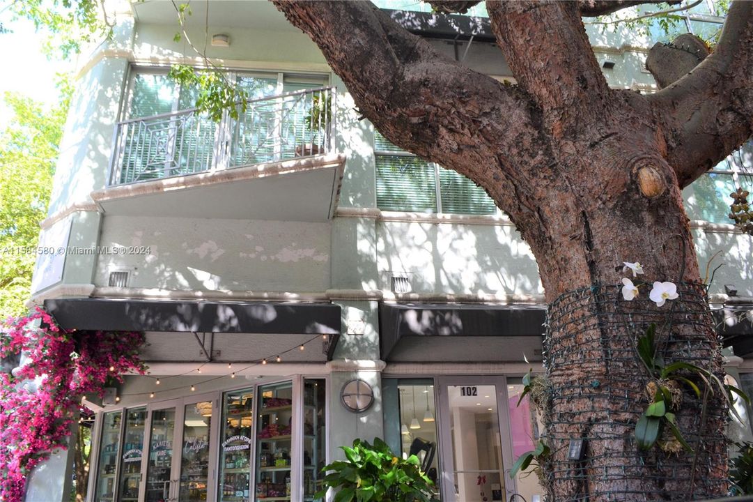 Cozy cafes, vibrant foliage and ancient oak trees line the sidewalks of the enclave known and revered as Coconut Grove.