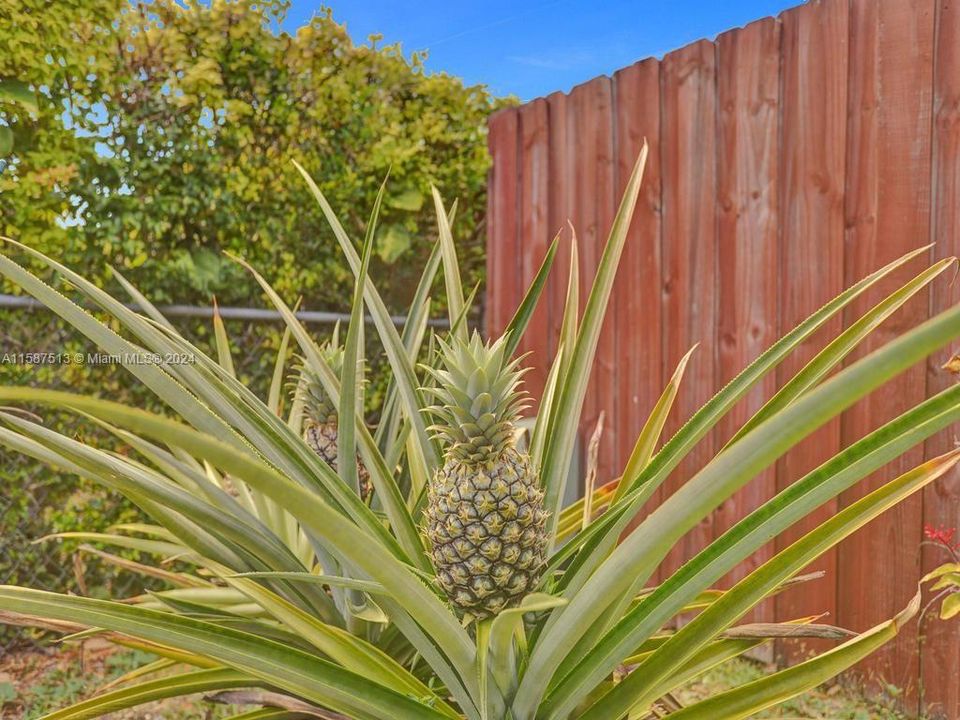 Enjoy fresh homegrown pineapples owner leaving some of these luscious potted pineapples for your enjoyment