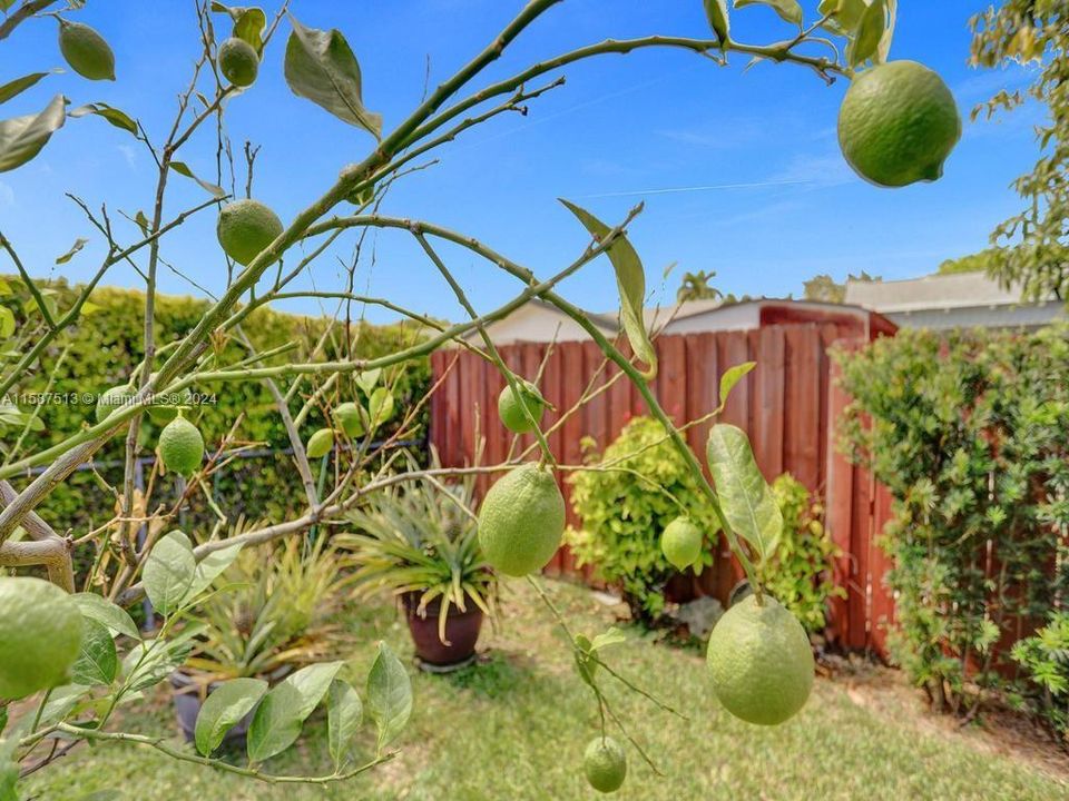 pick your own fresh limes