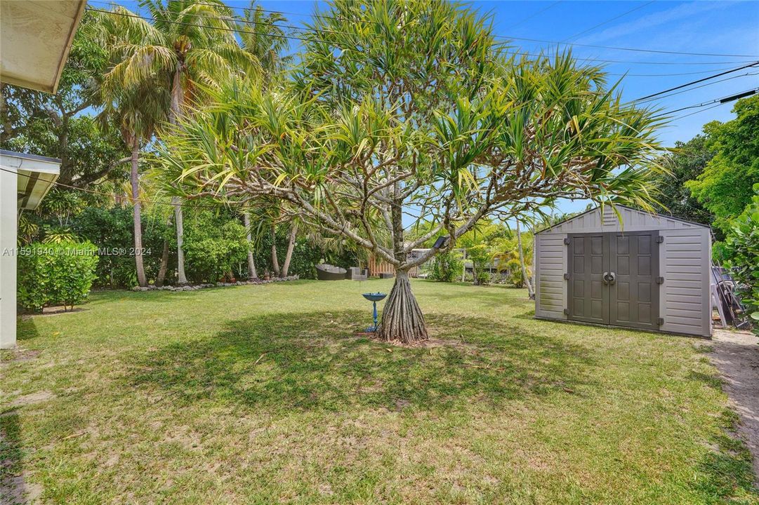 Spacious yard with shed