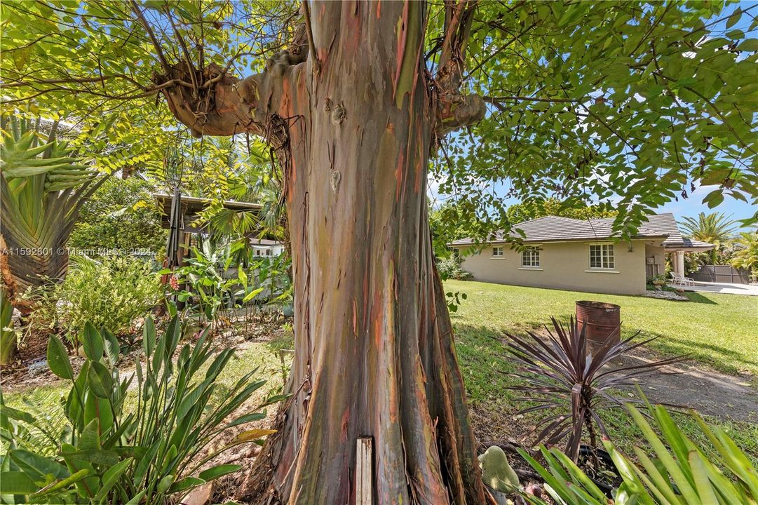 RAINBOW EUCALYPTUS TREE GREAT SPACE BETWEEN HOME AND OUTBUILDINGS