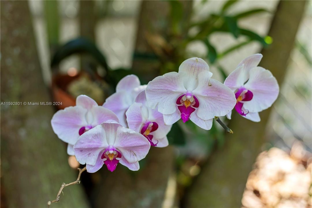 TREE ORCHIDS