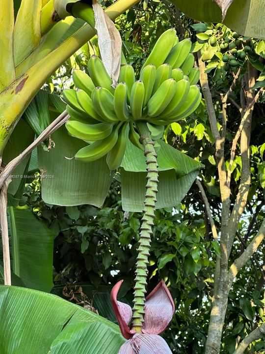 10 Plantains Trees