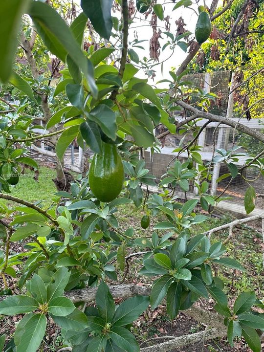 30 Avocado Trees