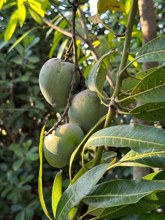 2 Mango Trees.