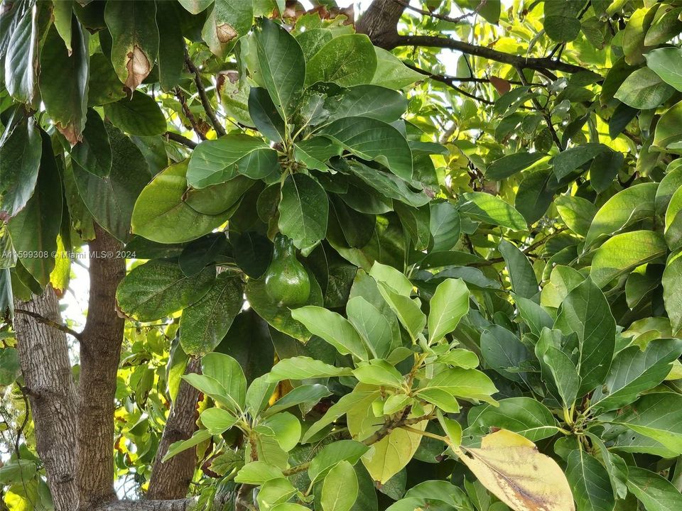 Avocado Tree