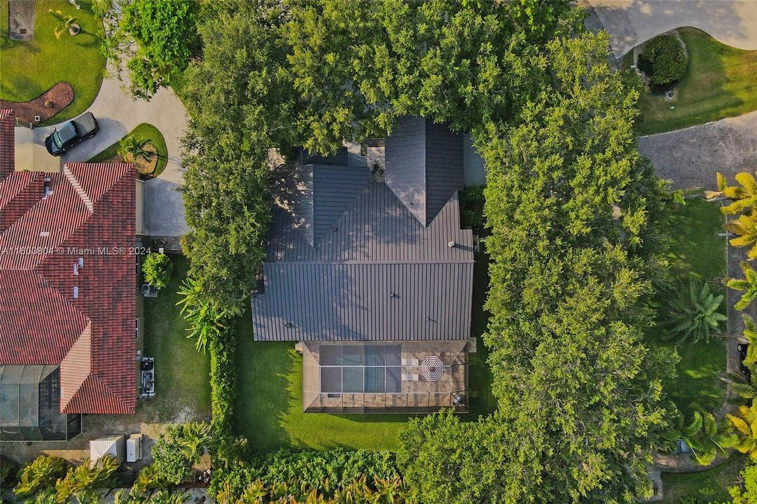 Complete pool and deck privacy, and cooling temperatures  provided by 3 sided Clusia hedge and 14 mature oaks