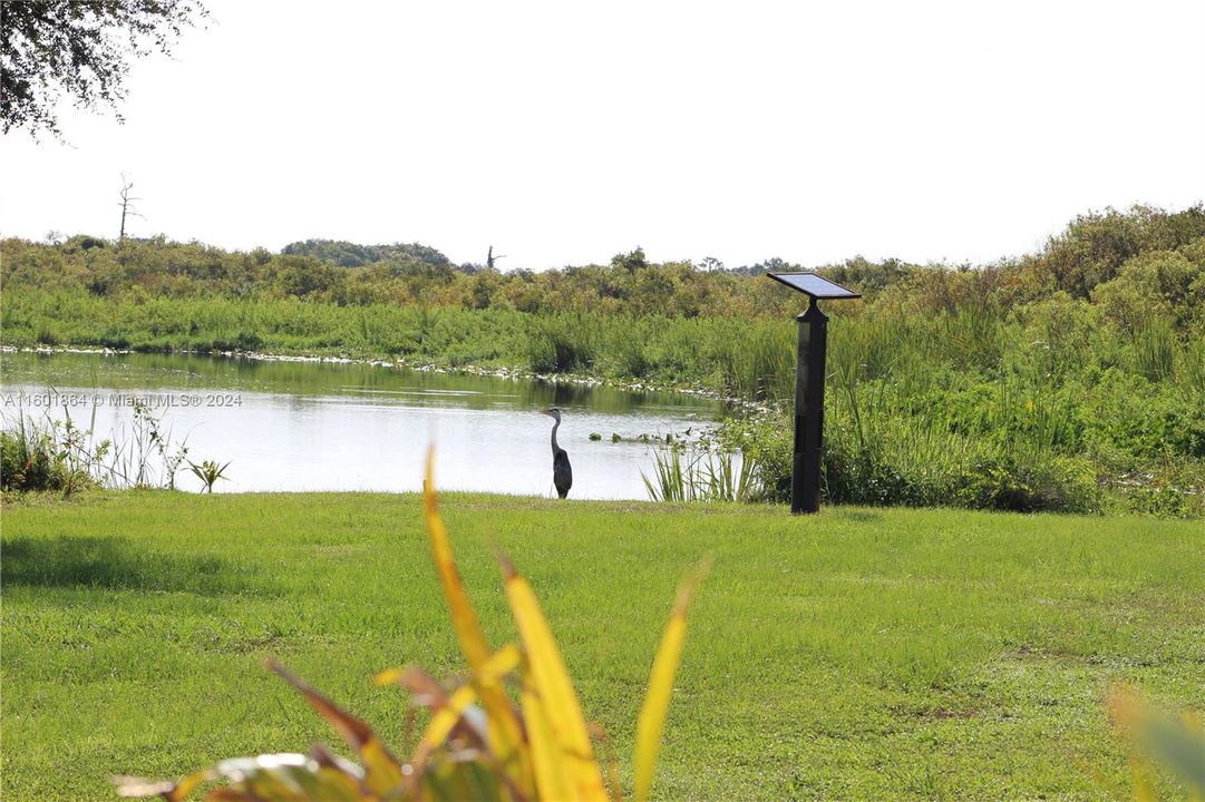 Great Blue Heron on waterfront everyday