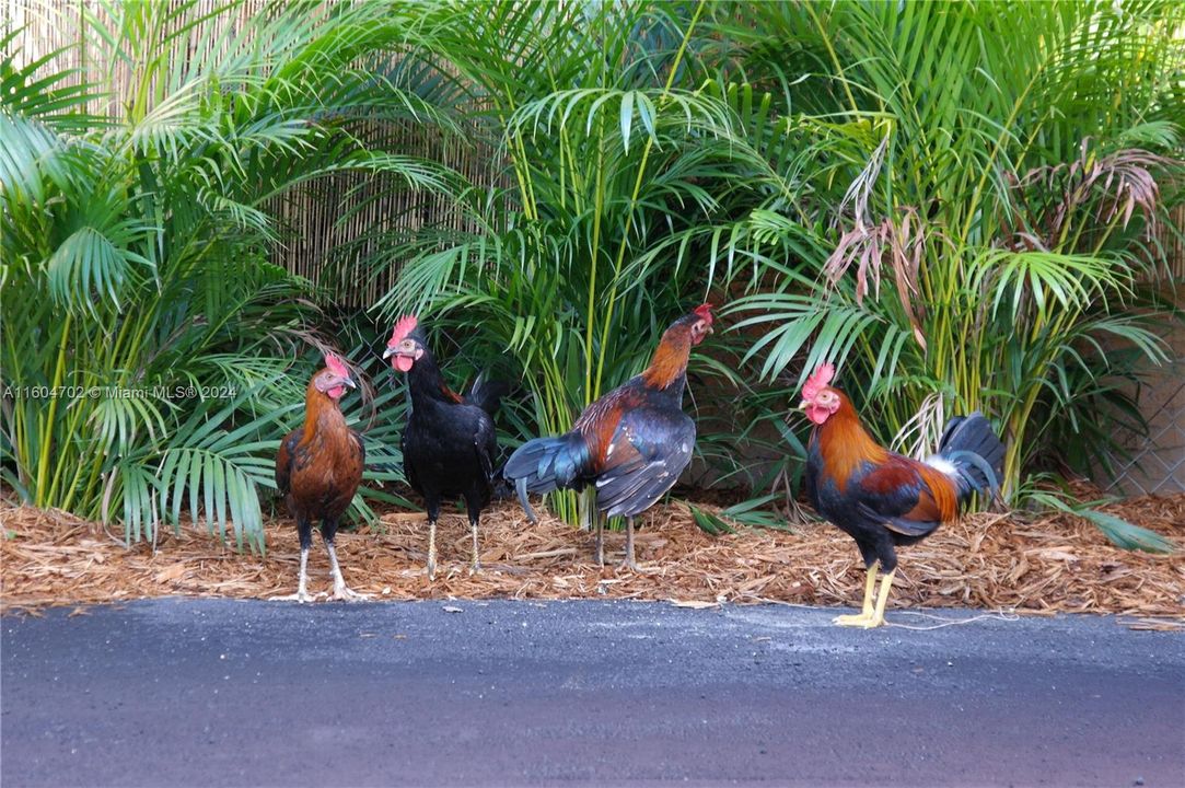 Recently Rented: $5,250 (0 beds, 0 baths, 0 Square Feet)