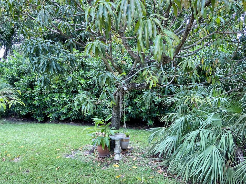 Mango trees and oak trees