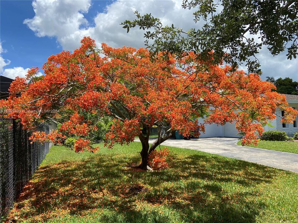 Beautiful mature trees like this fire orange Royal Poinciana tree