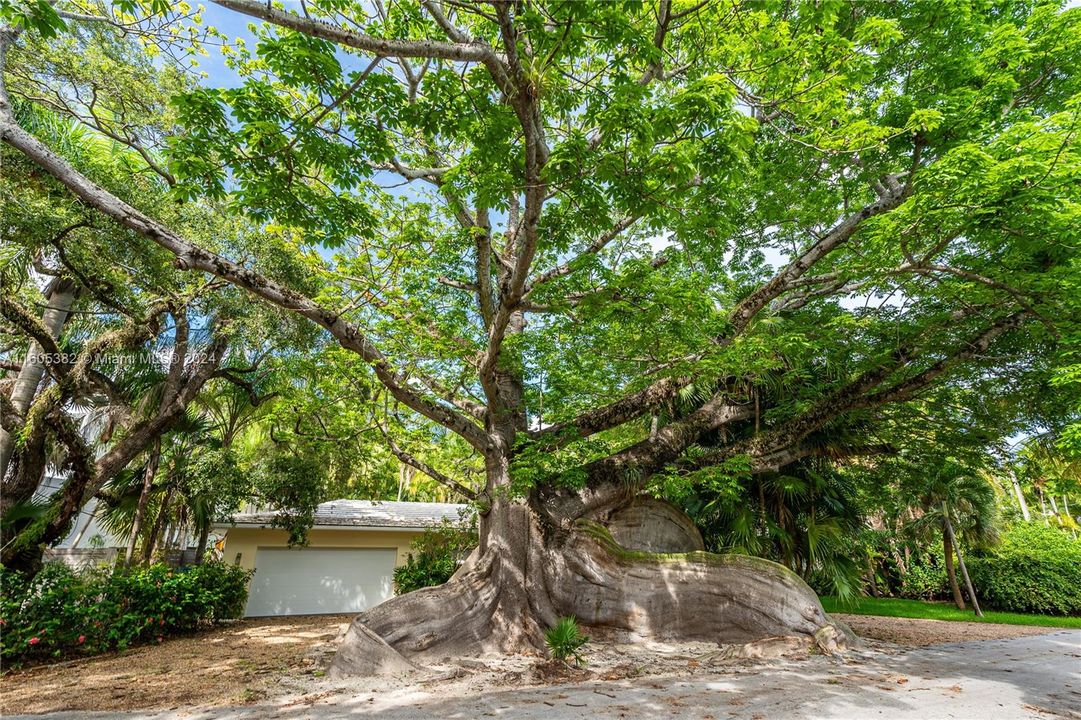 Famous Neighborhood Kapok Tree (3 blocks away from subject property)