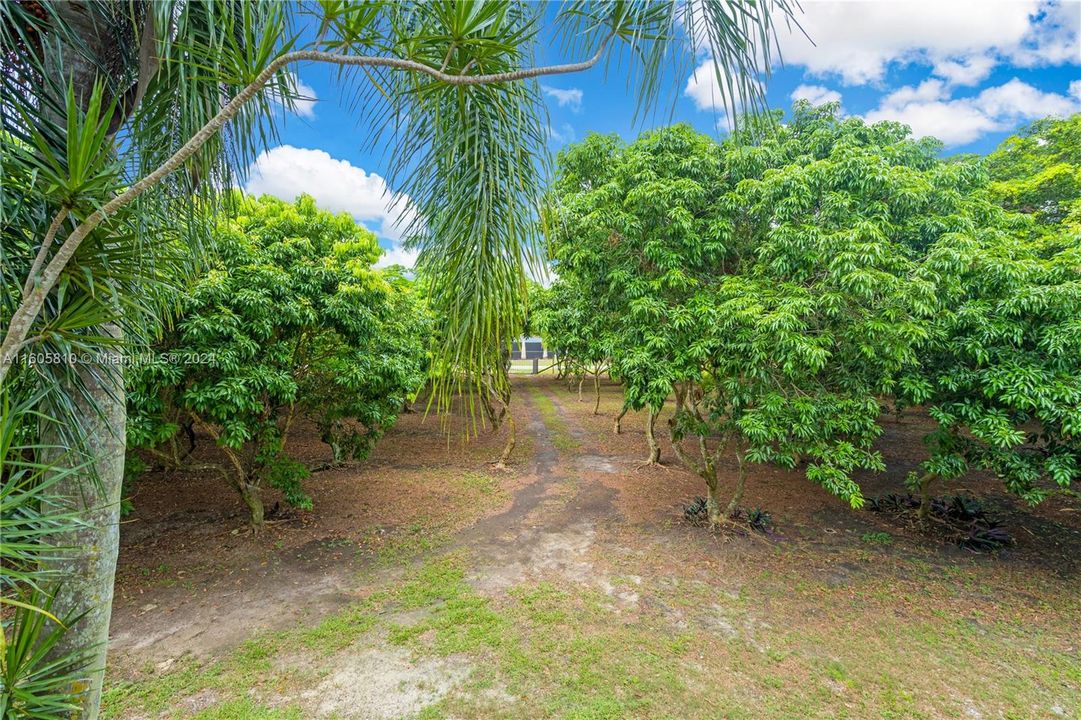 DRIVEWAY TO THE HOUSE