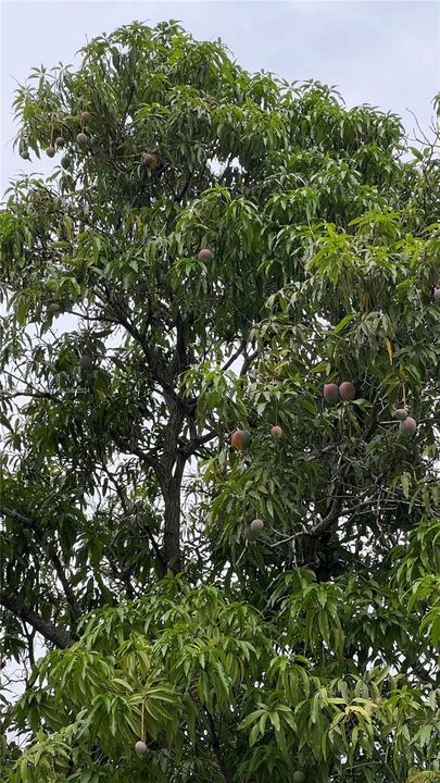 Mango tree