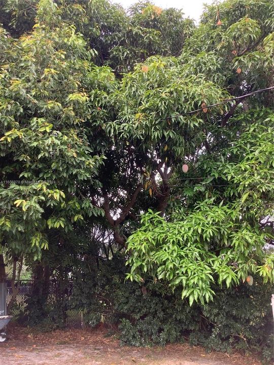 Gorgeous mango trees!