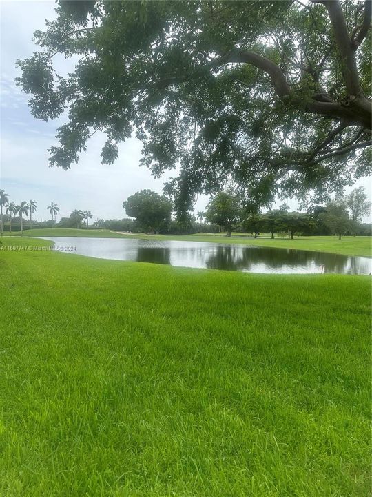 Back yard View