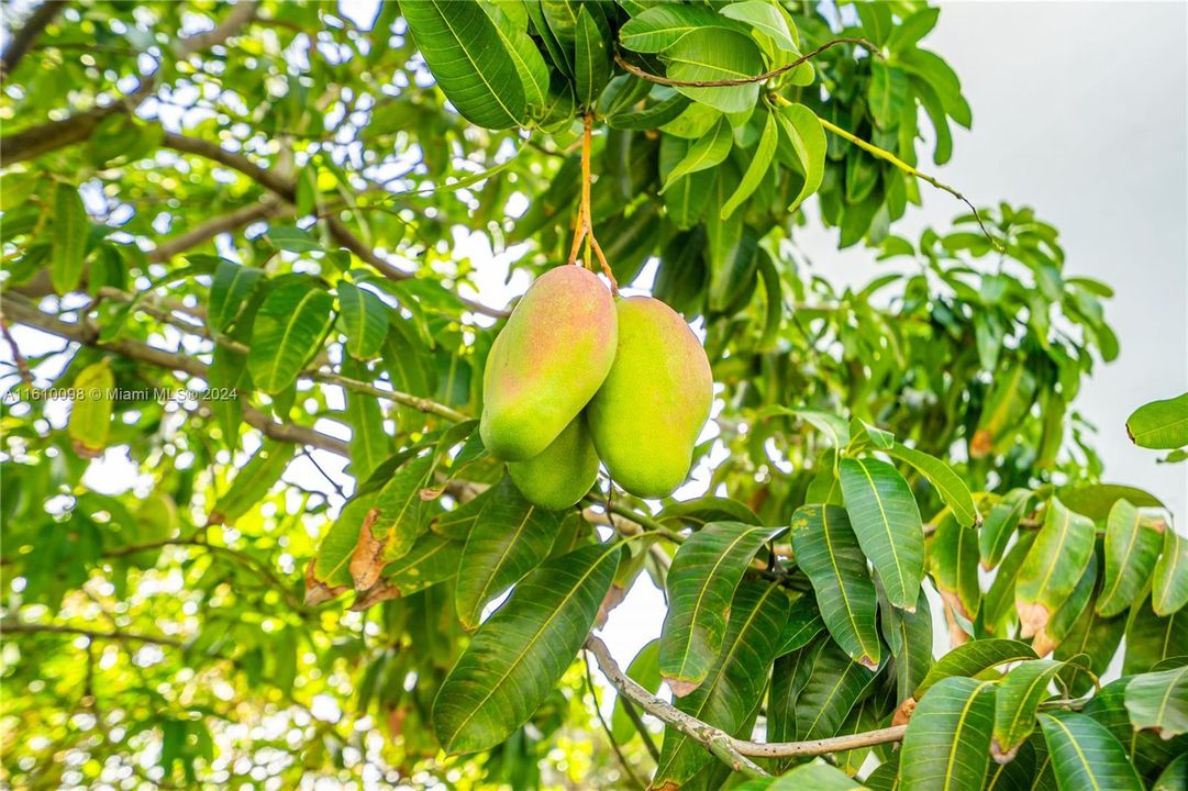 Best mango tree in the backyard!