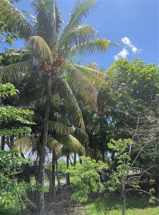 fruit trees