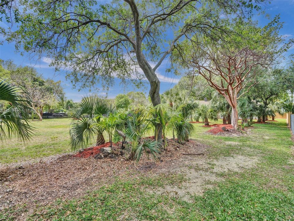 Amazing native trees and foliage