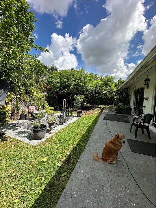 BACKYARD & FRUIT TREES