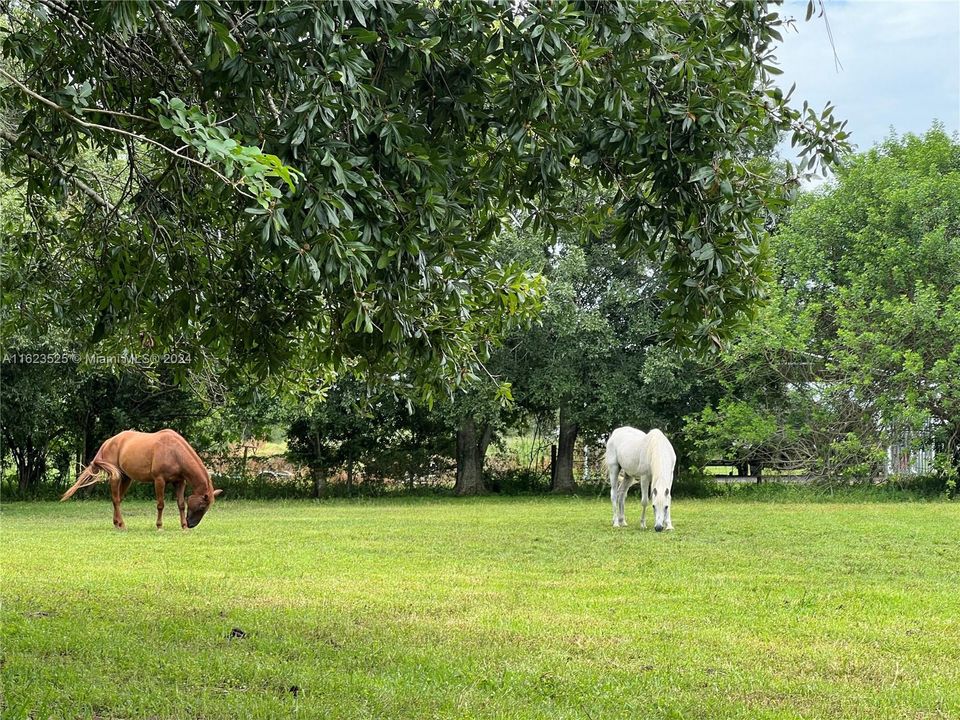 4 acres of pasture