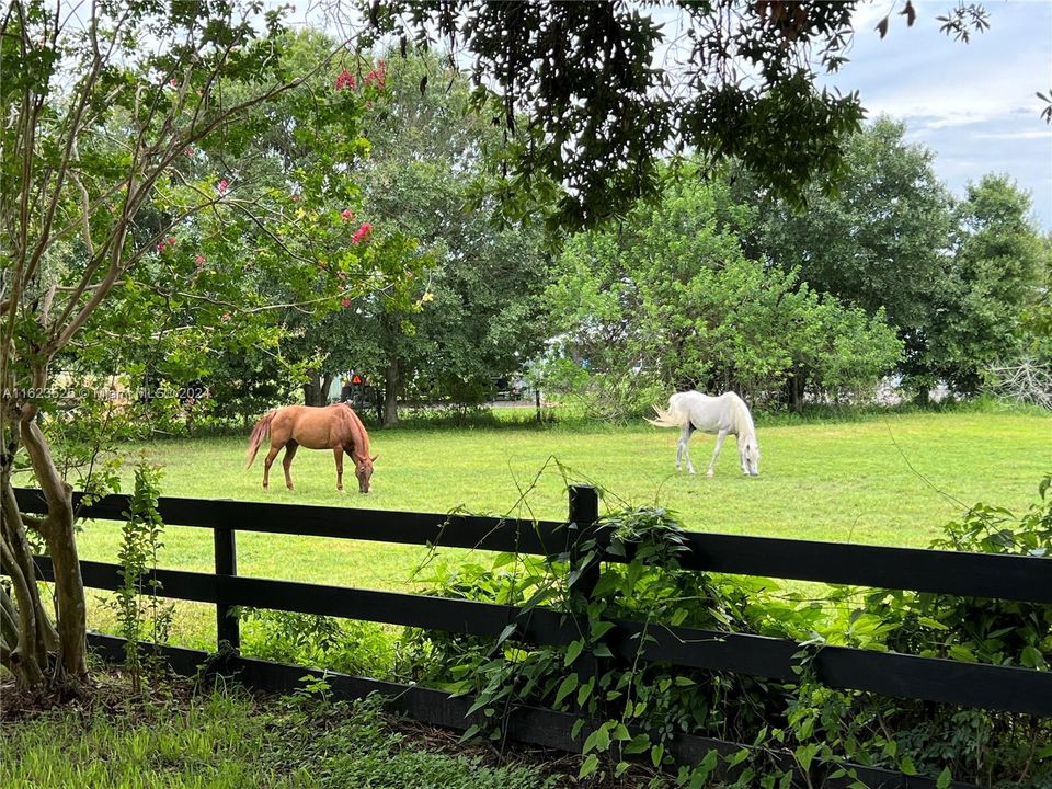 4 acres of pasture