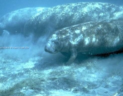 Manatees