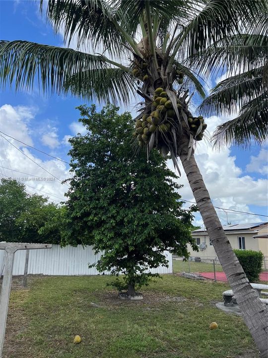 2 Coconuts trees and a fruit tree.