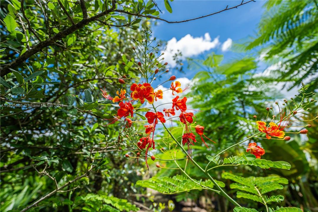 FLOWERING TREES