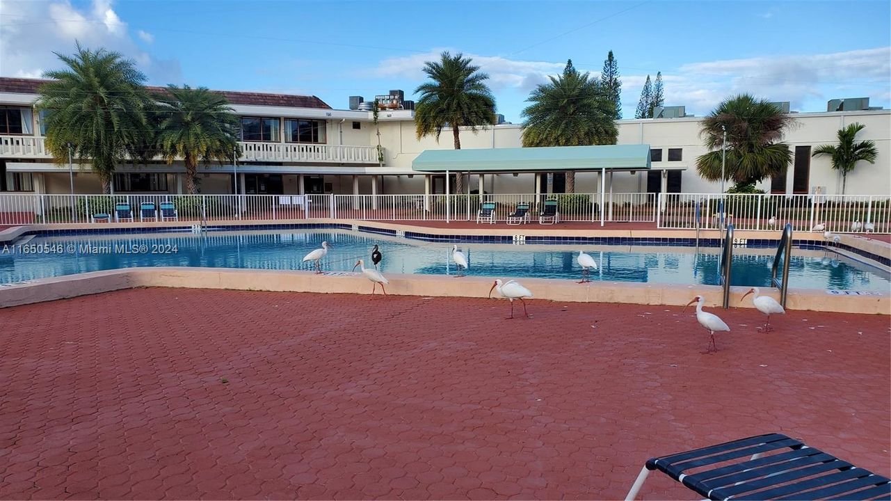 Club House pool