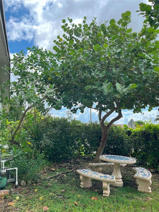 Seating area under Sea Grape tree, next to jamaican capers, milkweed and the well water pump.