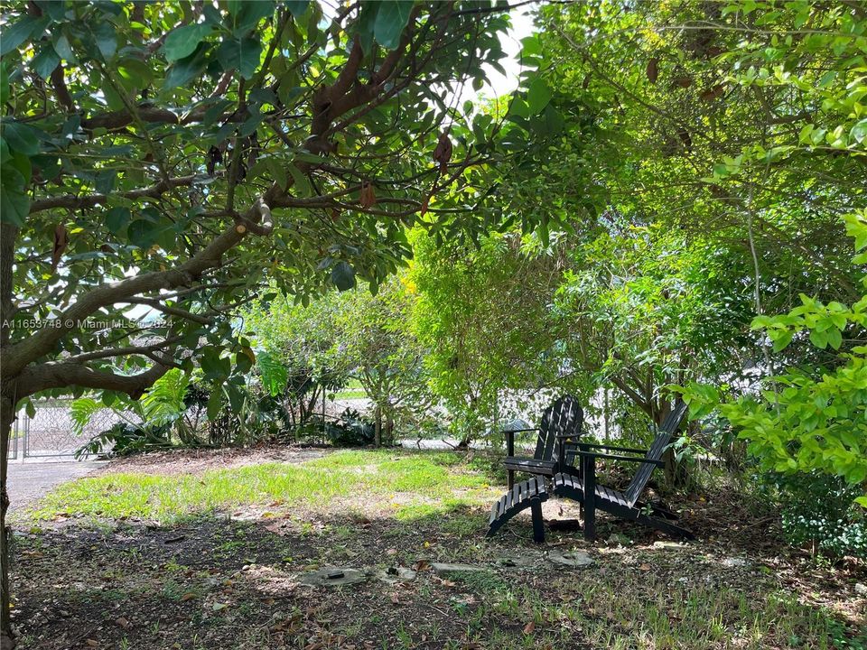 Seating area under yellow elder, next to Mulberry tree