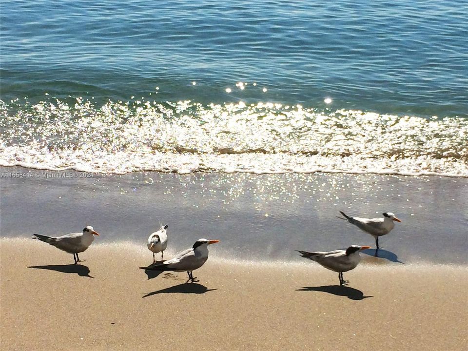 Surf classes on the beach