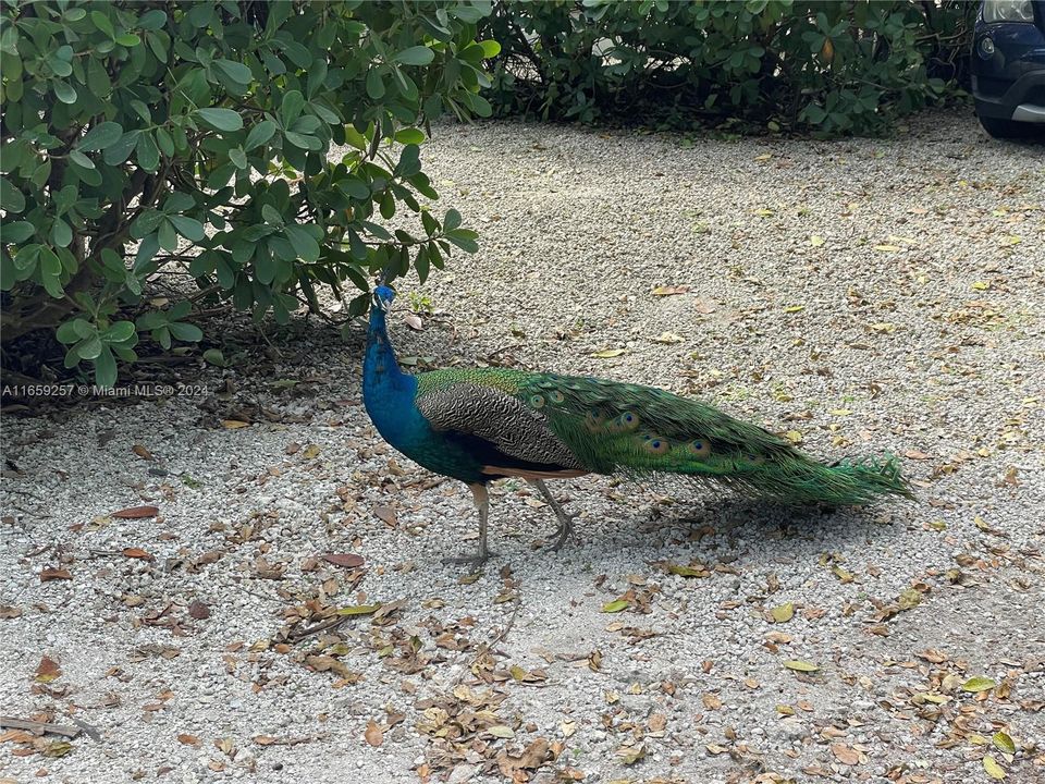 El Portal Village is a bird sanctuary with historic settlement dating back to 1843. The Sherwood Forest area archaeological data suggest that the mound was constructed as early as 600 AD or 1420 years ago and the prehistoric Native American village dates to 200 AD or 1820 years ago.Very common is to watch beautiful & peaceful Peacocks roaming the streets & resting on top of the houses and trees.A magical place to live!