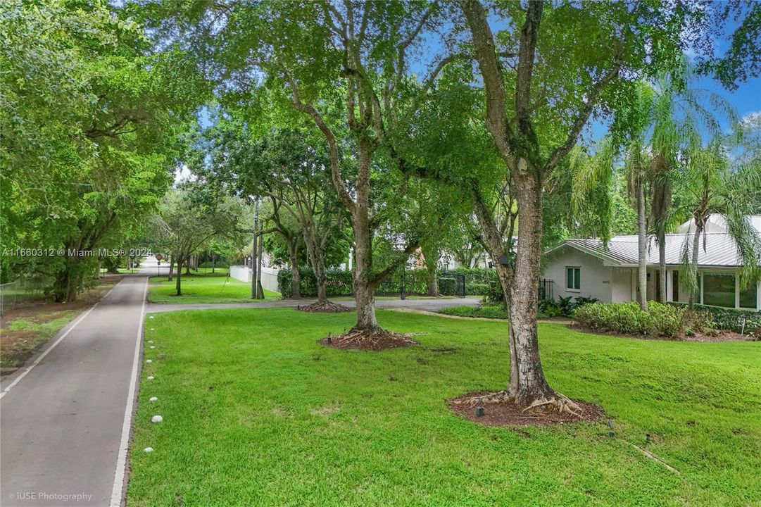 Canopied Street