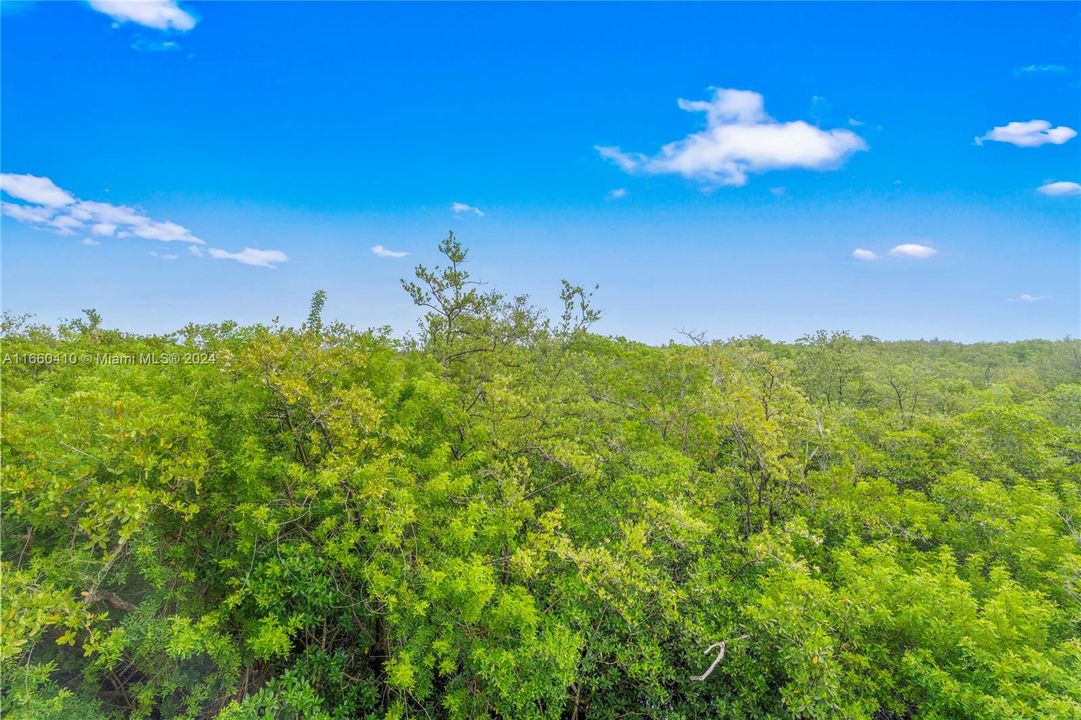 Natural preserve view.