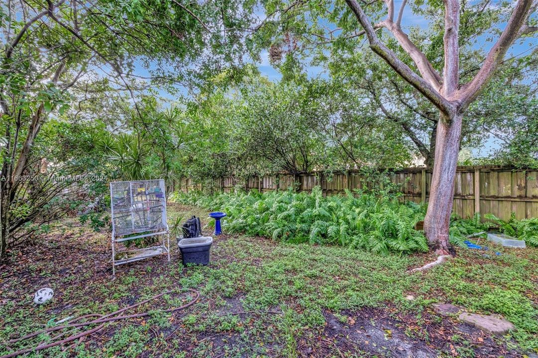 Large oversized private fenced backyard w/ mature Gumbo Limbo Tree