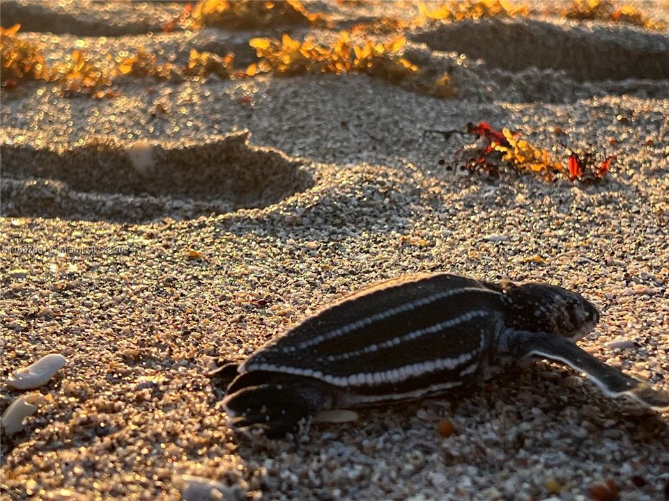 Enjoy turtle hatching season