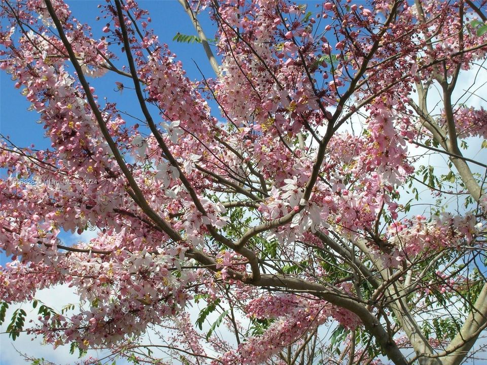 stunning cassia tree in spring