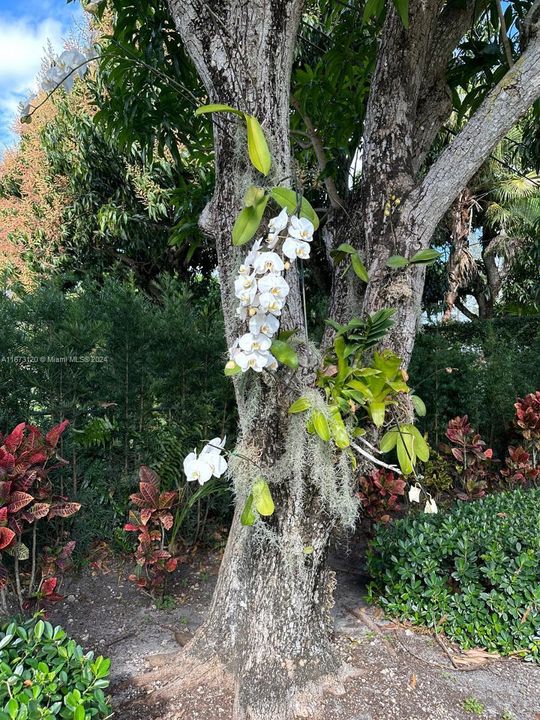 Orchids with maintenance included throughtyard