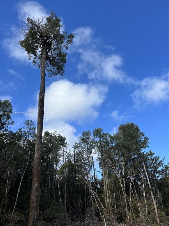 На продажу: $25,000 (1.24 acres)