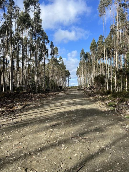 На продажу: $25,000 (1.24 acres)