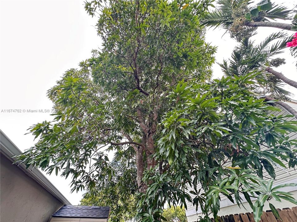 Mango tree