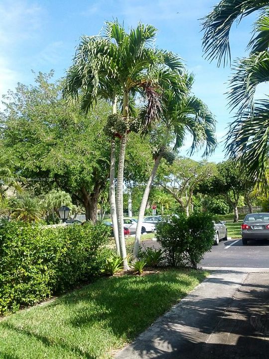 Private Driveway facing Tennis Court & Guests parking