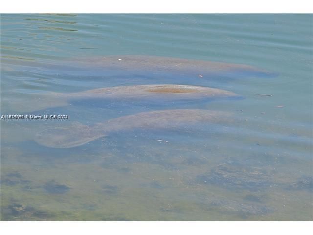 Manatee in the lagoon