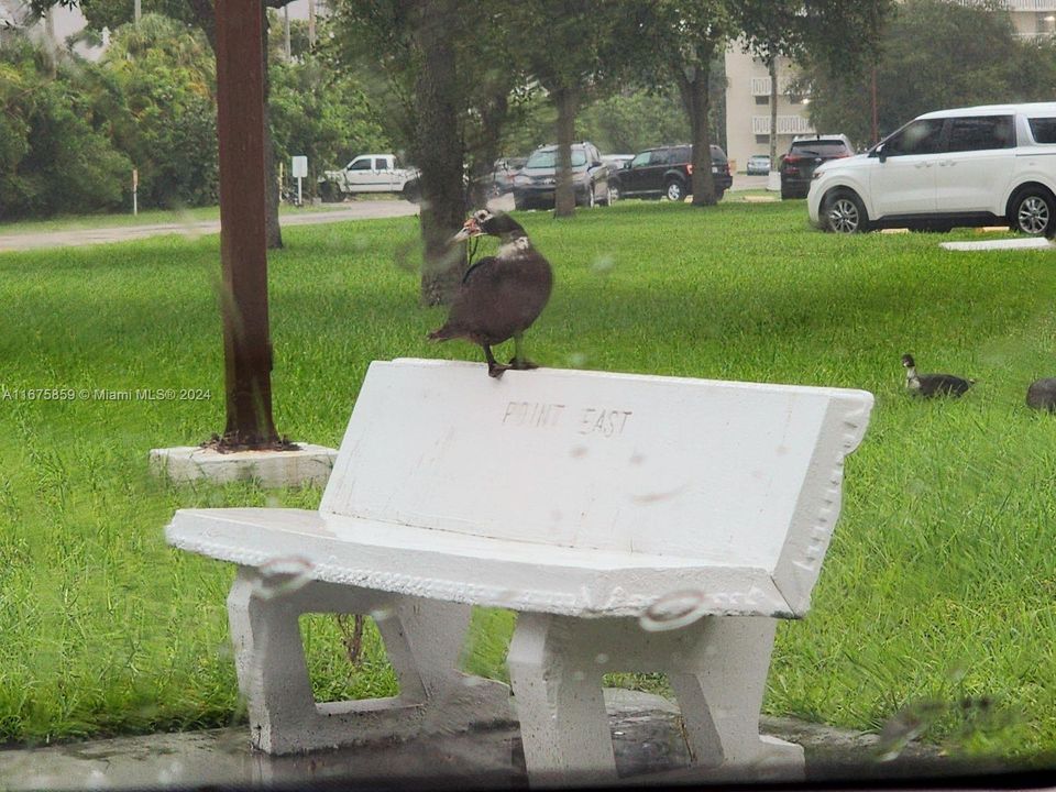 Duck relaxing in the rain